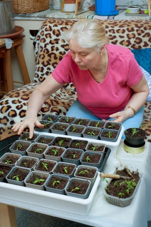 An elderly woman takes care of the seedlingsの写真素材