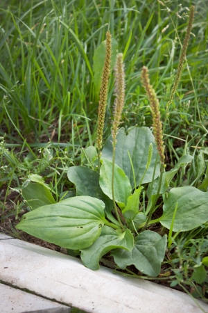 Plantain grows on the lawn near the curbの写真素材