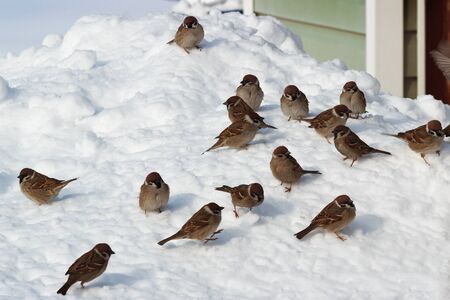 The flock of birds gathered on snowの写真素材