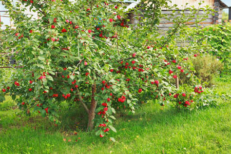 Apple tree bends under the weight of the fruitの写真素材