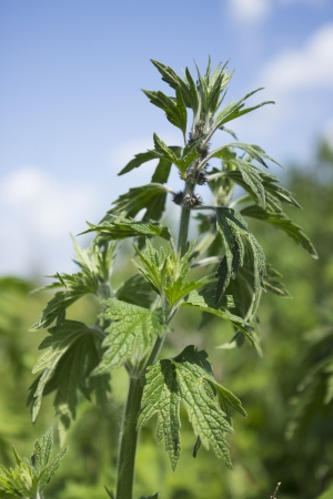 Motherwort begins to bloom in the meadows in Juneの写真素材