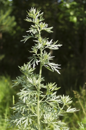Wormwood in a forest glade is illuminated by the sunの写真素材