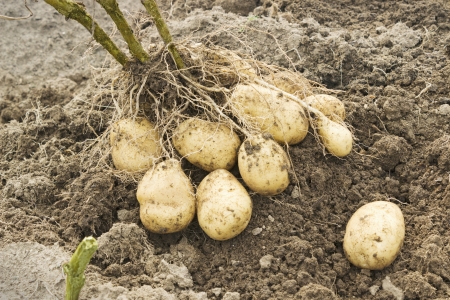 The tubers from one Bush in the potato fieldの写真素材