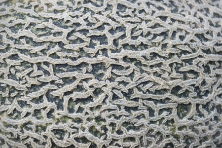 Patterned and rough surface of melon close-upの写真素材