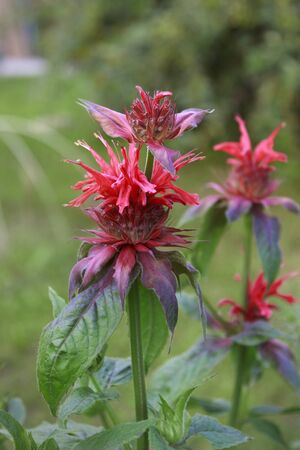 Bright flowers in the summer garden, bergamotの写真素材