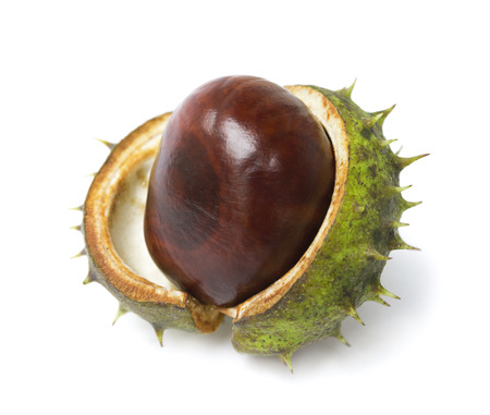 One horse chestnut lie on a white の写真素材