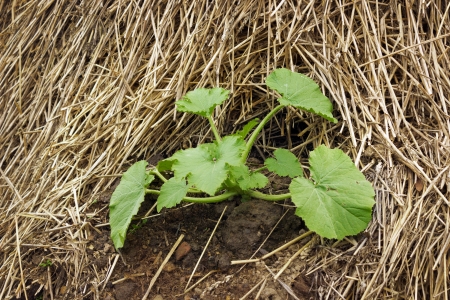 Zucchini plants grown on a pile of strawの写真素材
