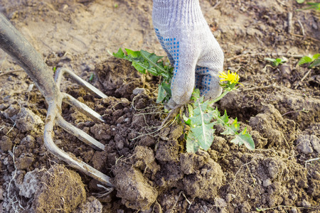 Farmer digs pitchforks malicious weed in the fieldの写真素材