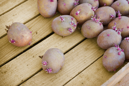 Ready for planting potatoes lies in a wooden boxの写真素材