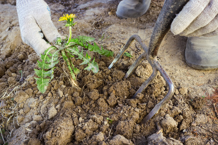 Hand farmer remove weeds from the soil on the fieldの写真素材