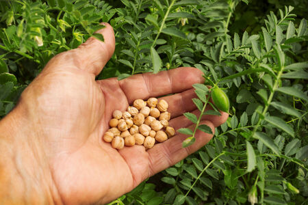 A handful of ripe seeds of chickpeas in the palm farmerの写真素材