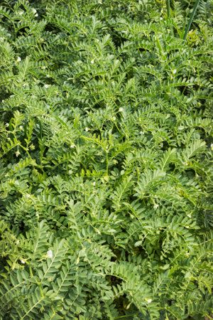 Green plants chickpea grow vegetable plot in Julyの写真素材