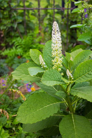 Opulent Pokeweed (phytolacca) in June, when flowering