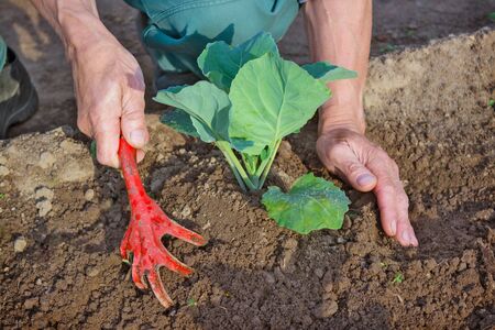 Hilling young seedlings of cabbage in the garden in the springの写真素材
