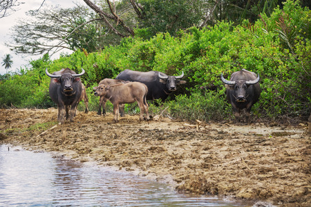 Buffaloes and their calves on the bank of the river. Southeast Asiaの写真素材