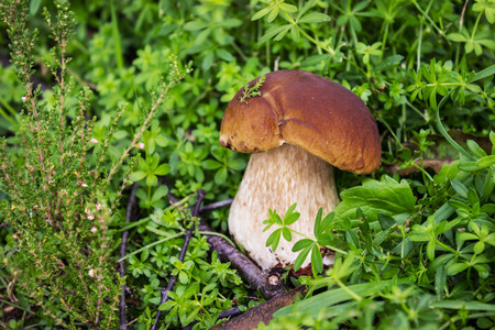Boletus mushroom on grassy meadow in Septemberの写真素材
