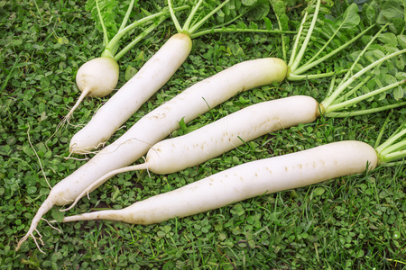 Daikon dug up in October and put on the lawnの写真素材