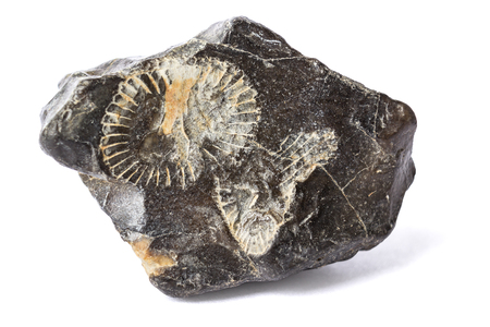 Remains of ammonite in the stone found in the riverの写真素材