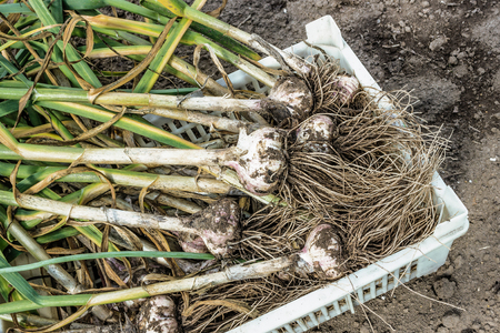 Freshly harvested garlic put in boxの写真素材