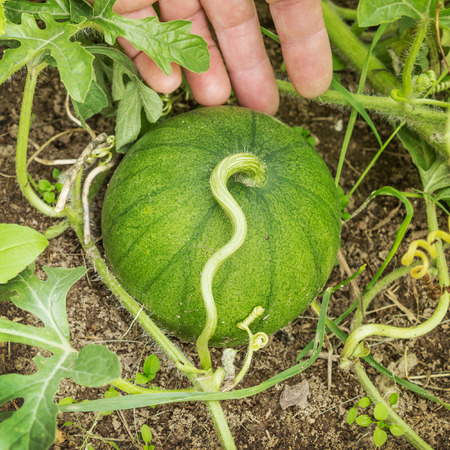 Watermelon on melon field has not yet reached proper sizeの写真素材