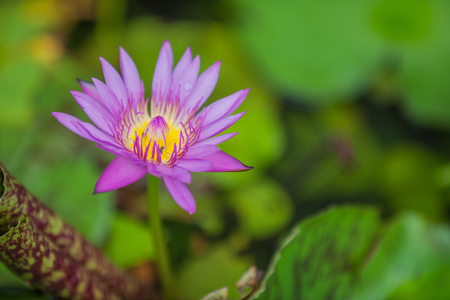 Lotus is very popular in Thailand and in many countries of worldの写真素材