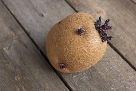 One select germinated potato lie on an old wooden tableの写真素材
