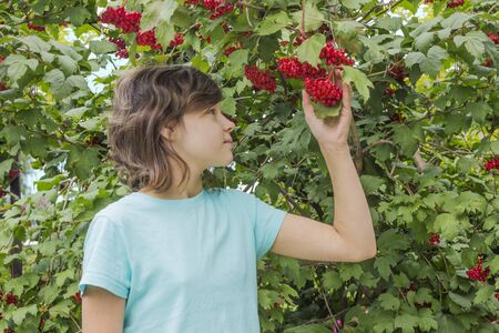 Girl and red berries of viburnum on branches among foliage. August