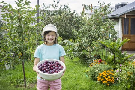 Smiling girl with large dish of ripe plums standing on the background of the gardenの写真素材