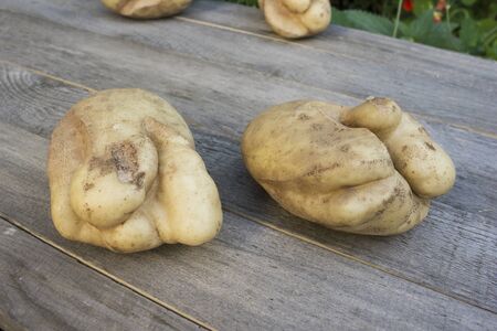 Two ugly potatoes. Cracks due to adverse summer seasonの写真素材
