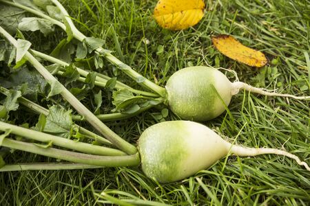 Radishes are on the lawn. Grown and removed from the beds. Octoberの写真素材