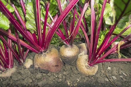 Several large beetroot growing in the bed. Autumn time. Octoberの写真素材