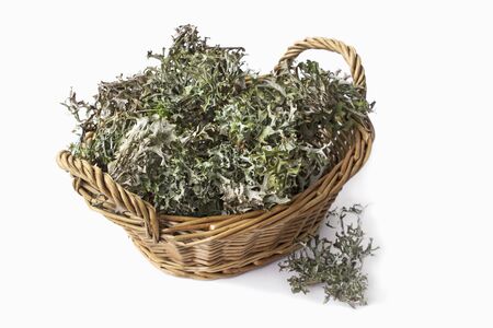 Herbal Alternative Medicine. Plant moss Cetraria islandica on a white backgroundの写真素材
