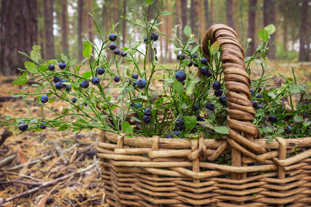 Autumn last berries of this season in basket. September in pine forestの写真素材