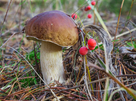 Find in the autumn forest. Porcini mushroom occur  at end septemberの写真素材