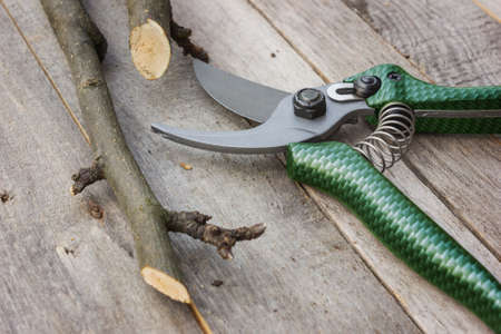 Garden pruner with plastic green handles on a wooden table. Sliced cuttingsの写真素材