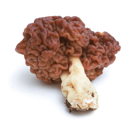 Gyromitra esculenta is conditionally edible mushroom on white backgroundの写真素材