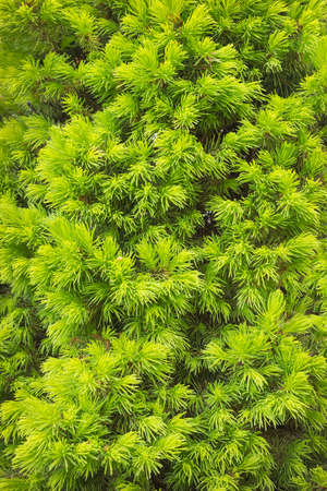 Lush green foliage of the thuja serves as a hedge and backdrop for photographyの写真素材