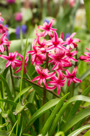 Hyacinthus close-up in garden in spring. Magenta flowers, floral pattern, nature background. spring...