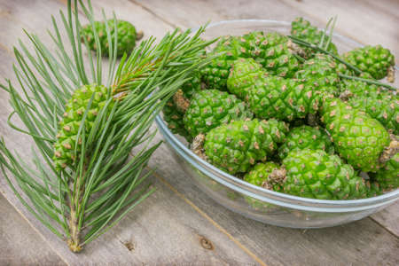 Fresh pine cones are harvested to prepare a traditional medicinal potionの写真素材