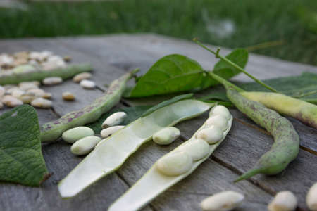 Green beans on wooden table. concept autumn is coming