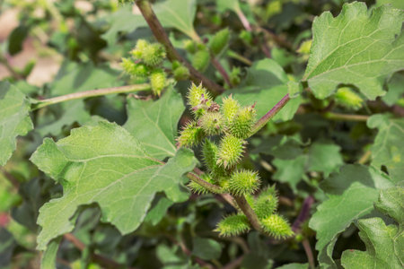Xanthium (L. Xanthium) is used as a medicinal herb. These are his seed basketsの写真素材