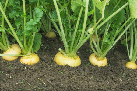 Row of turnips in a garden bed close-up in September. autumn gardenの写真素材