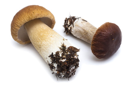 Two Cep (L. Boletus edulis) on a white background, literally the same as they grew in the forestの写真素材