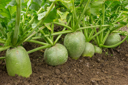 Row of green radish in the garden. Late sowing gives a good harvest in autumnの写真素材