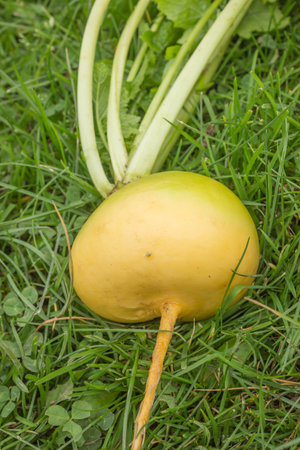 Yellow ripe turnip is removed from bed and lies on grass. top viewの写真素材