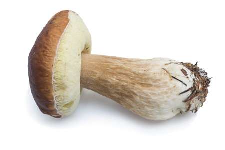 Cep (L. Boletus edulis) on a white background. It is widespread. Is ubiquitousの写真素材