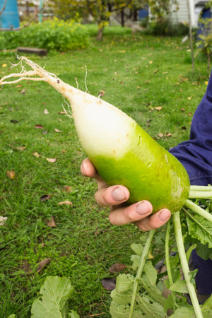 Farmer shows a green radish he has grown. He is happy with resultの写真素材