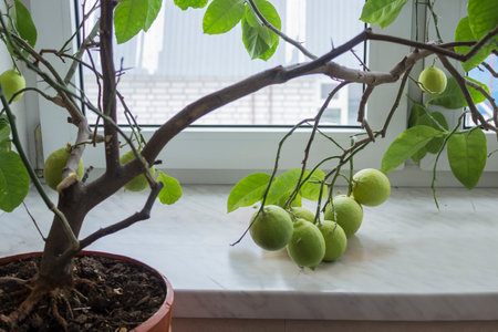 Beautiful lemons grown in an amateur greenhouse on the windowsill. housewife hobbyの写真素材