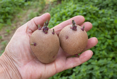 Inspection of seed potatoes. Sprouted two tubers in farmer handの写真素材