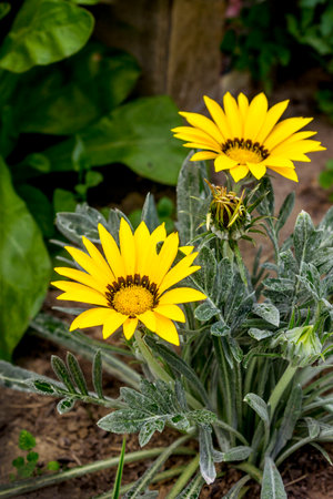 Gazania flowers are bright yellow in June (L.Gazania splendens)の写真素材